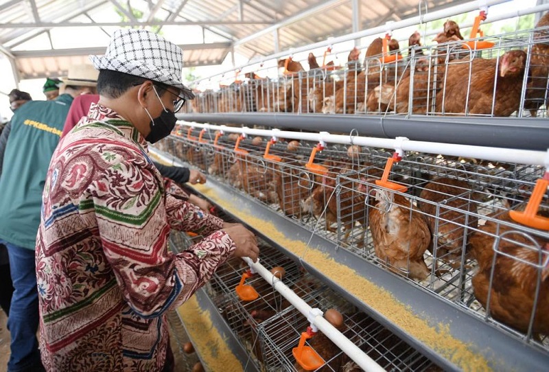 Peternakan Terpadu: Sinergi antara Pertanian dan Peternakan